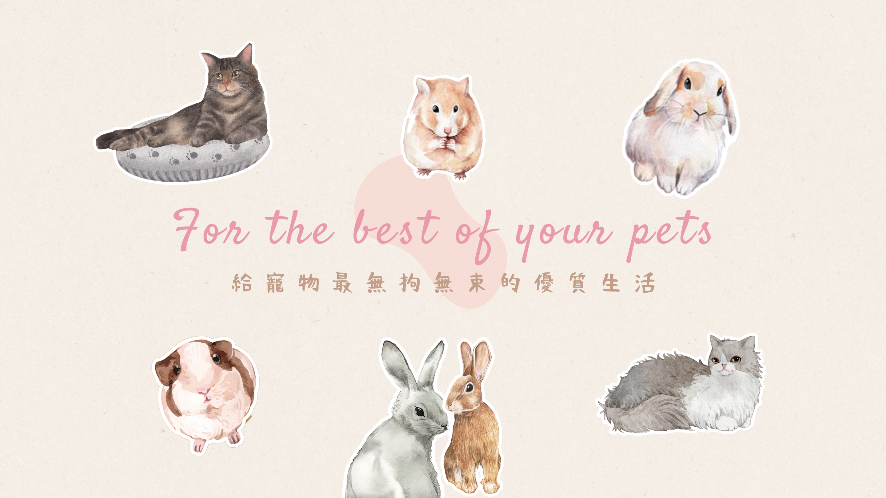 香港寵物用品店 倉鼠熊仔鼠天竺鼠兔仔龍貓貓貓用品