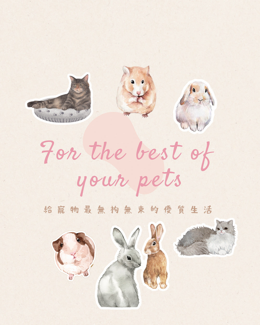 香港寵物用品店 倉鼠熊仔鼠天竺鼠兔仔龍貓貓貓用品