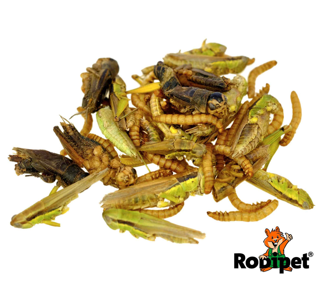 🇩🇪Rodipet純天然高蛋白質昆蟲混合零食50G - FatFatPetShopHK