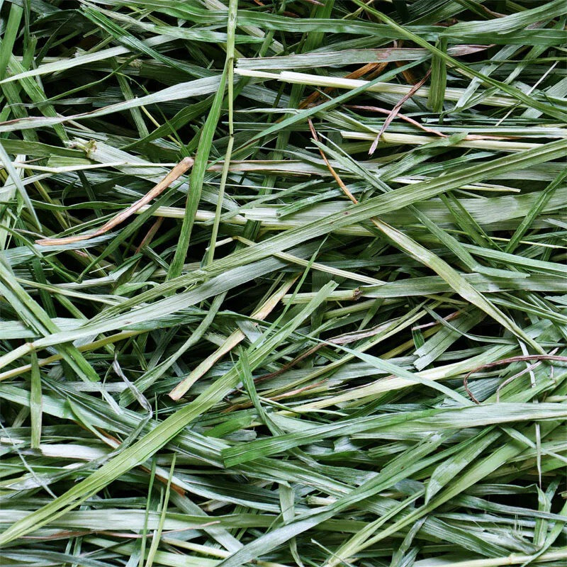 Wooly 高原早摘意大利 黑麥草一割 First Cut - 450g