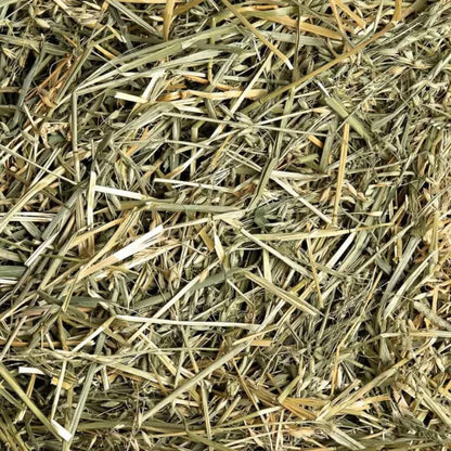 Small Pet Select 燕麥草 Oat Hay - 2lbs