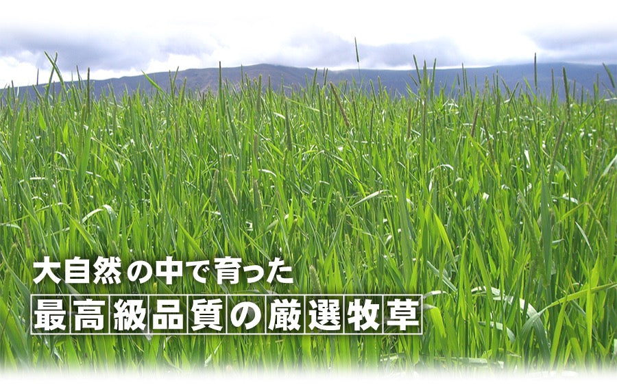 牧草市場 特級優質S級一割提摩西草 - 500g