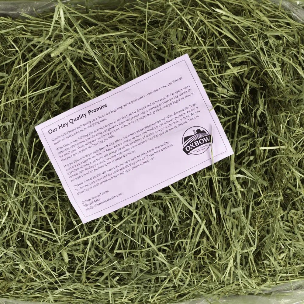 Oxbow 提摩西初割牧草 Western Timothy Hay - 90oz - 肥肥寵物用品FatFatPetShop