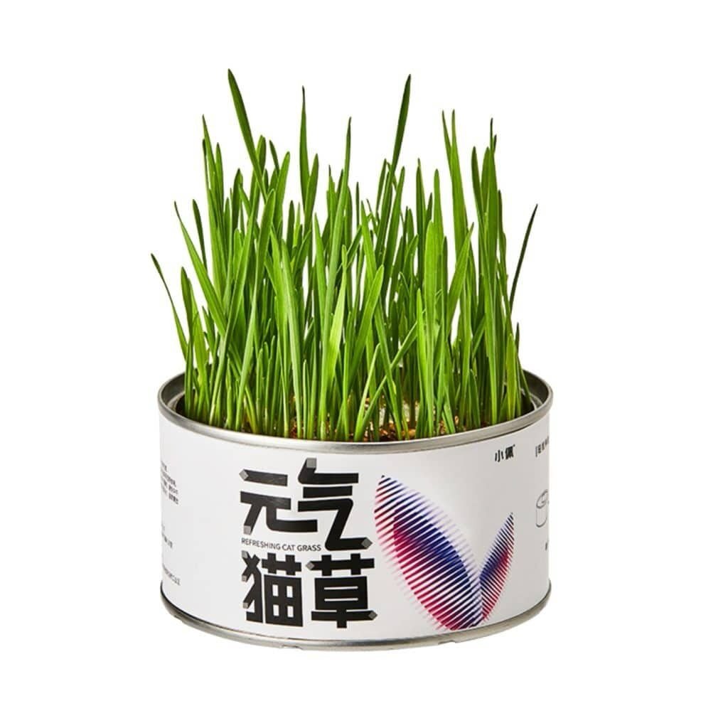 Petkit 即種元氣貓草罐 種植草(小麥草)(保證香港行貨) - 肥肥寵物用品FatFatPetShop