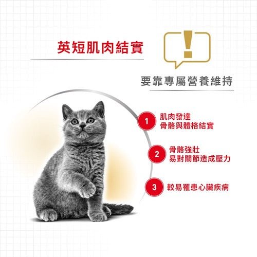 Royal Canin FBN 英國短毛成貓專屬配方 10KG - FatFatPetShopHK 肥肥寵物用品