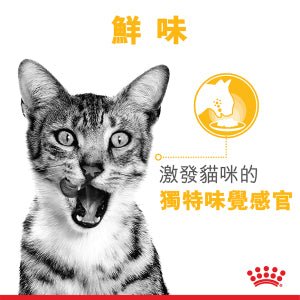 🇫🇷 ROYAL CANIN SENSORY SMELL MORSELS IN GRAVY 貓感濕糧肉香營養主食系列 (肉汁) 85Gx12 - FatFatPetShopHK